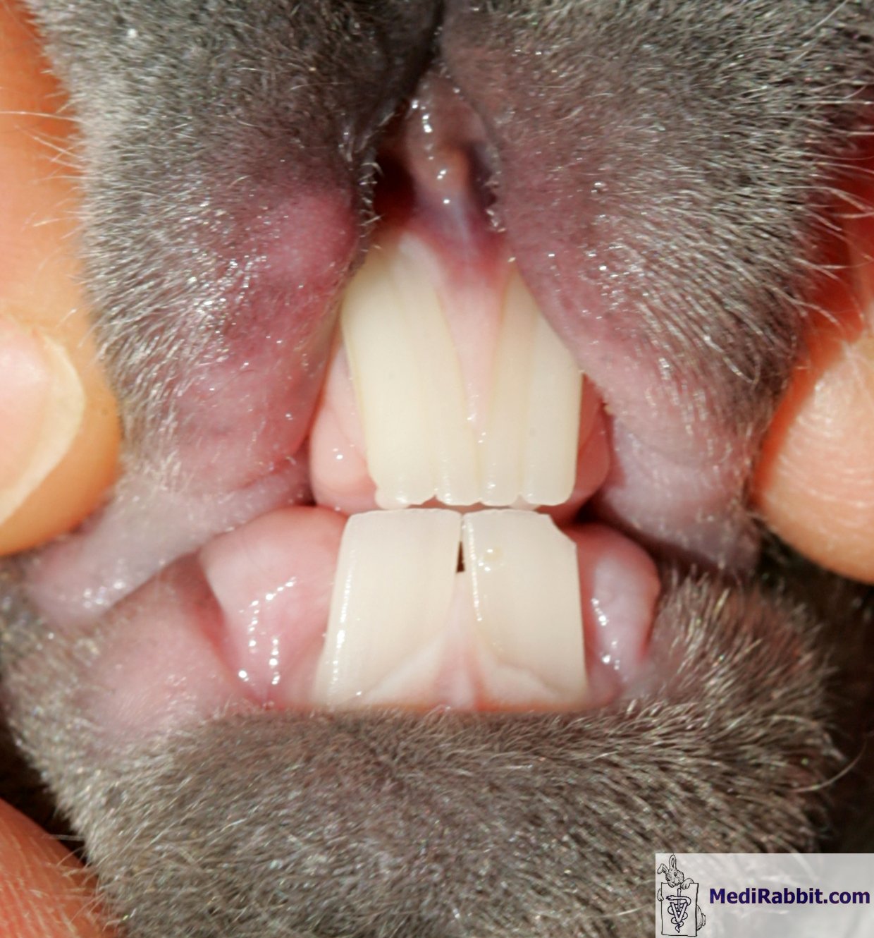 うさぎ の 歯 正常