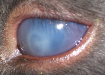 what happens when a dogs eye turns white