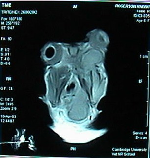 The appearance of rabbit eyes treated with 50 µL of (a) BS (n = 3) and