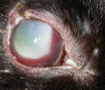 Rabbit Eye Infection - Symptoms, Causes and Solutions