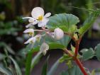 begonia