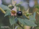 atropa_b