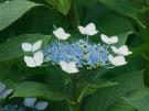 Hydrangea-macrophylla-Blue-Wave10