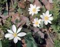 Sanguinaria%2520canadensis%2520-%25201