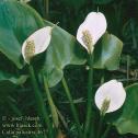 calla_palustris_4677