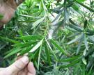 Podocarpus%2520MC