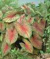 caladium