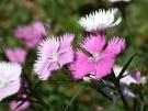 Dianthus-First-Love640
