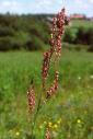 Rumex%2520acetosa%25202