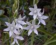 Ornithogalum_nutans