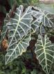 Alocasia-amazonica1