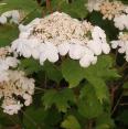 viburnum-opulus-1