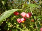 2000-10-17-Kardinaalsmuts-Euonymus-europaeus