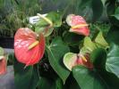 p-13%2520Anthurium%2520andraeanum%2520