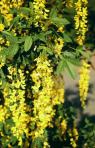 Cytisus%2520laburnum1y