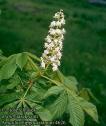 aesculus_hippocastanum_4626