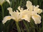 iris%2520pch%2520asante1