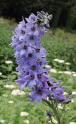 Delphinium