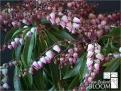 Pieris%2520pink