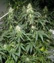 Plant%2520-%2520Cannabis%2520Sativa2