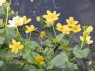 Caltha_palustris