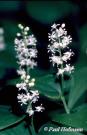 Maianthemum_bifolium_-_IMG0085