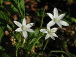 Ornithogalum_umbellatum_P4300291