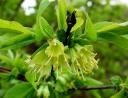 Lonicera%2520coerulea(12