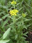 Erysimum%2520hieracifolium%2520BotKA%2520F1