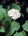 viburnum_lantana1