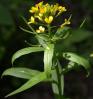 bg-Erysimum_cheiranthoidesis