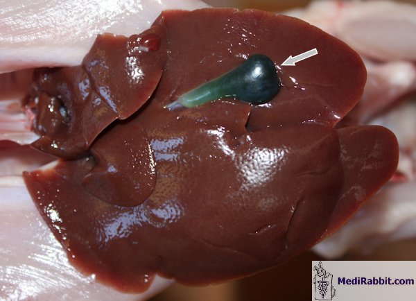 gall bladder stuffed animal