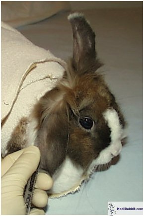 Insertion of a 25 G needle in the marginal vein in a restrained rabbit