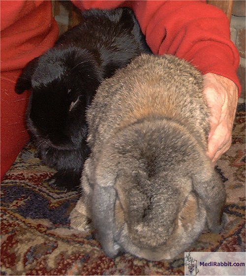 Torticollis Symptoms In Rabbits