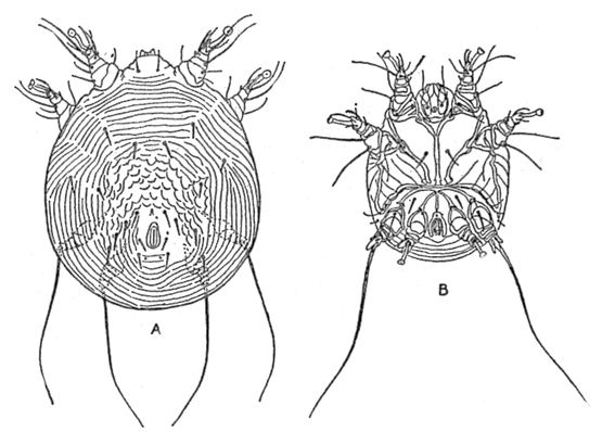 sarcoptes