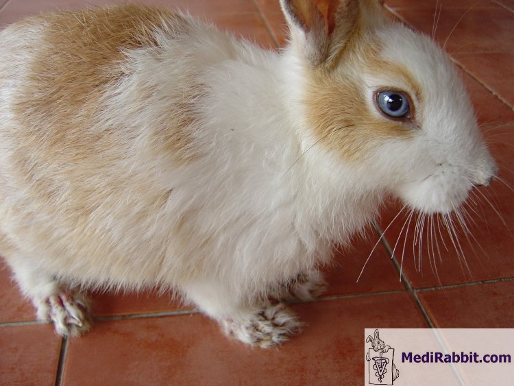 sarcoptic mange in rabbits