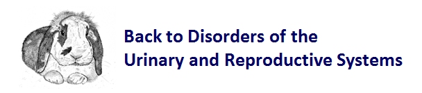 Description: Description: Description: Description: Description: C:\Users\Esther\Medirabbit\Urogenital diseases\EN\Back_repro.jpg