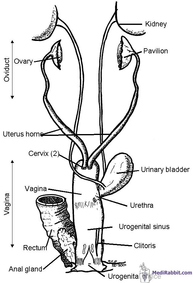 Anatomy Of Female Dog Reproductive System