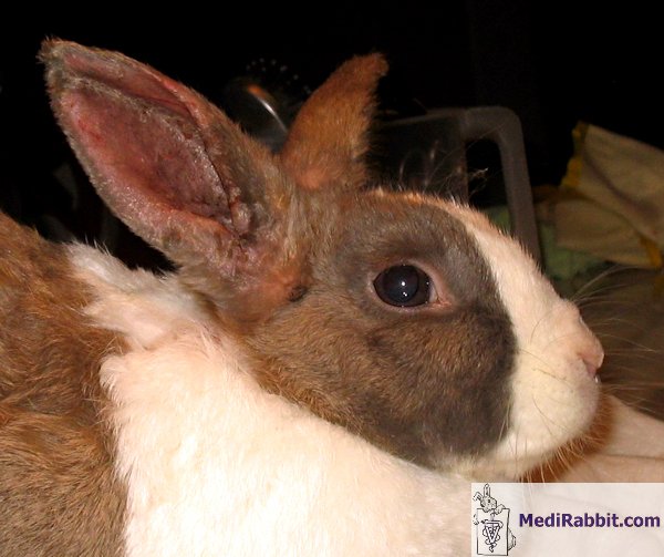 Rôle des oreilles du lapin