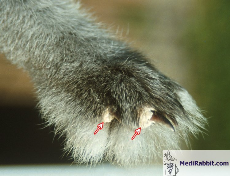 Demodex Milben Katze