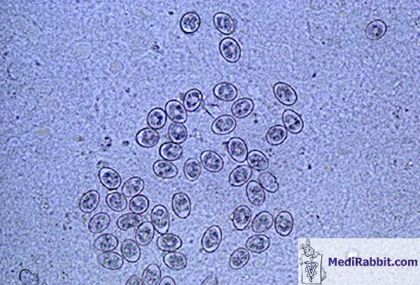 Eimeria – Wikipédia, Apicomplexa paraziták, Eimeria parazita