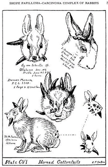 papillomavirus konijn
