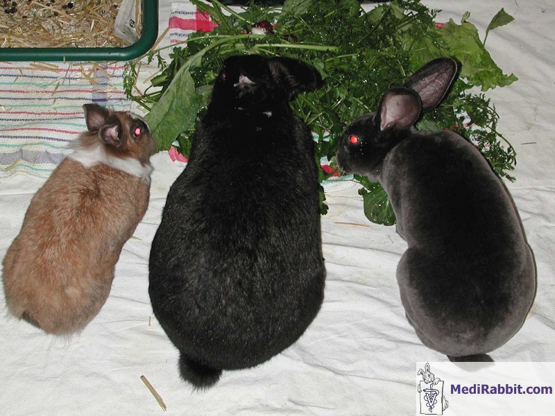 What Shape Is Your Rabbit In?