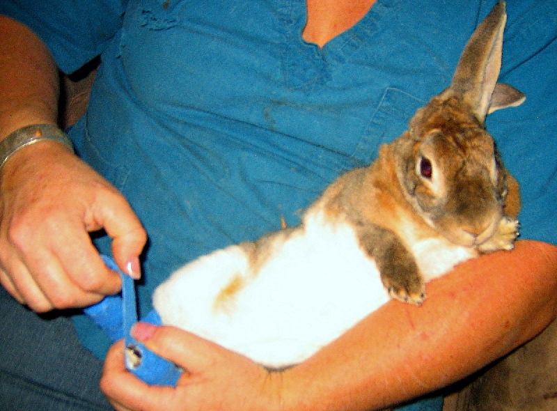 EverAfter Rabbits: Pododermatitis (Sore Hocks) in Rabbits